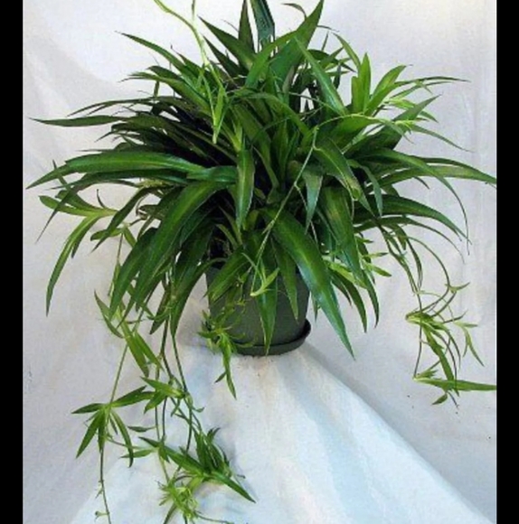 HUGE Spider plants live variegated green - Picture 2 of 2